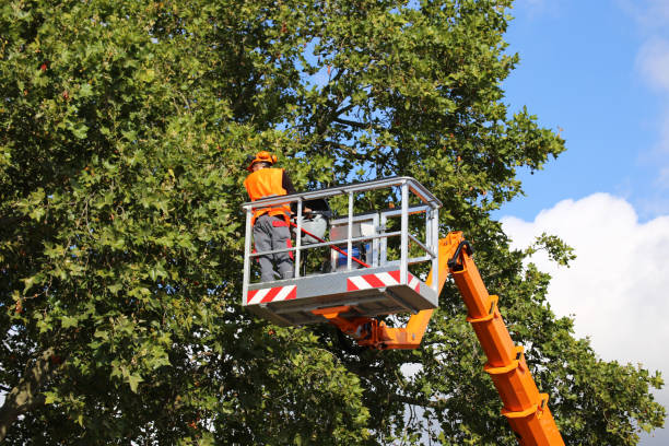 Best Tree and Shrub Care  in Erath, LA